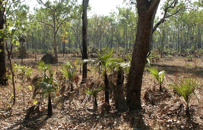 Litchfield NP, tropisch bos