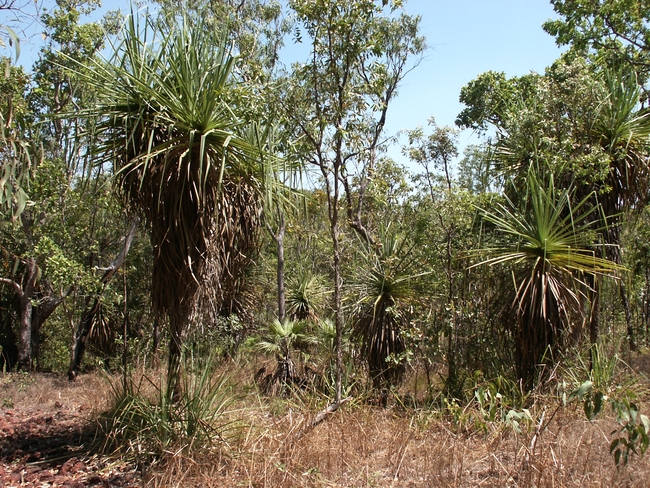 Litchfield NP, Pandana bomen