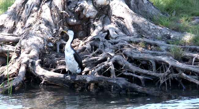 Kakadu NP, Yellow Water, aalscholver