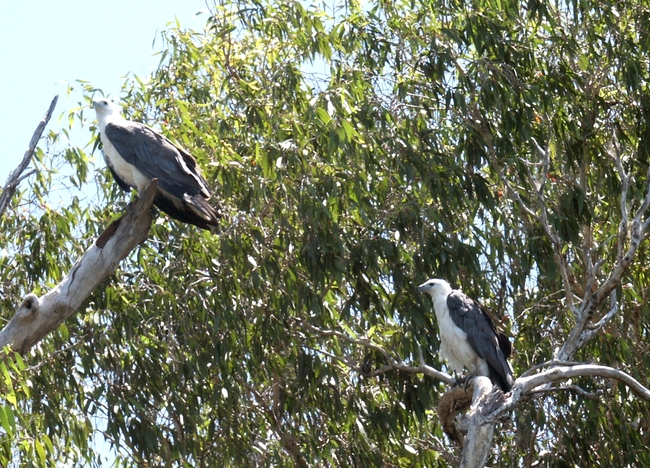 Kakadu NP, Yellow Water, adelaars