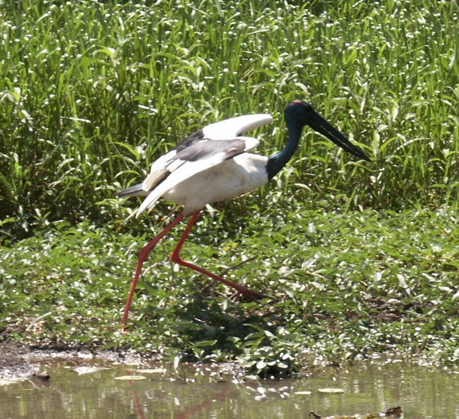 Kakadu NP, Yellow Water, Jabiru