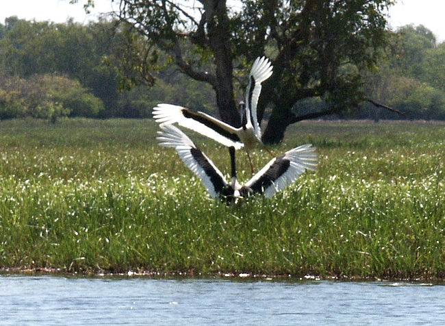 Kakadu NP, Yellow Water, 2x Jabiru