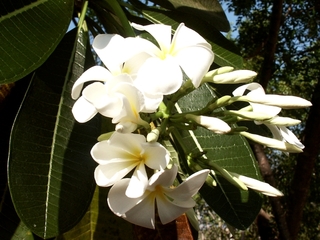 Plumeria