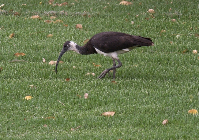 Tilmouth Roadhouse Ibis