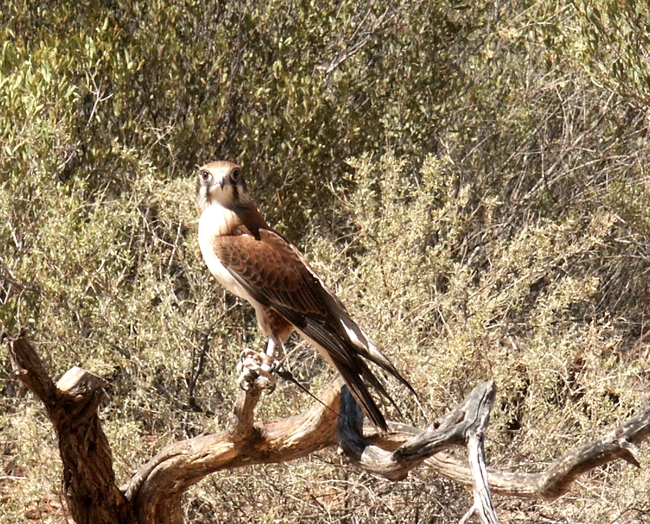 Brown Falcon