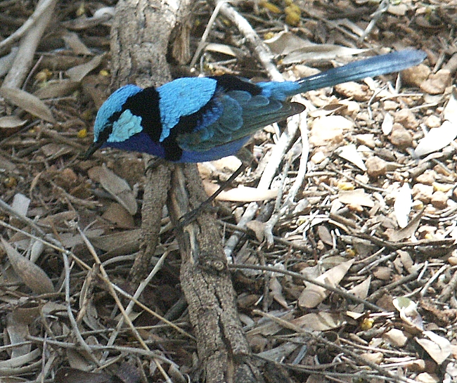 Blue Wren