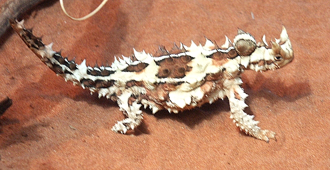 Thorny Devil