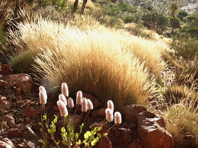Ululu-Kata Tjuta NP flora