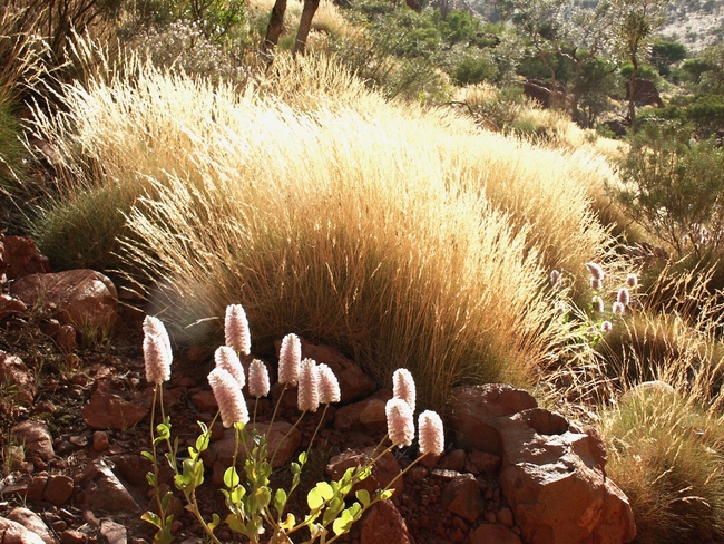 Ululu-Kata Tjuta NP flora