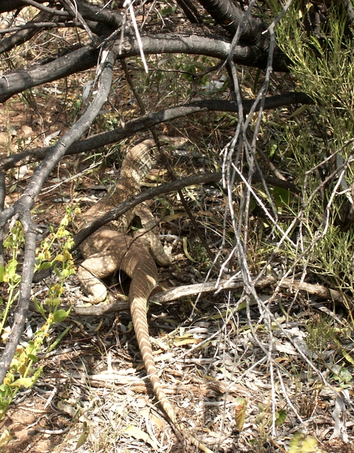 Serpentine Gorge goanna