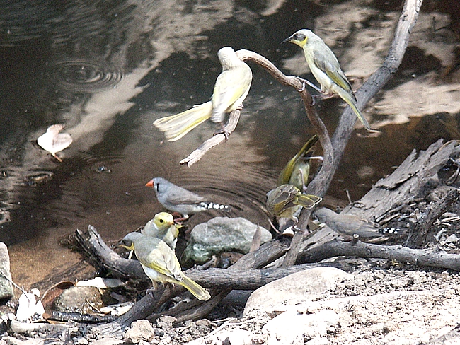 Serpentine Gorge vinken