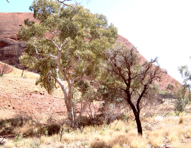 Kata Tjuta Valley of the Winds