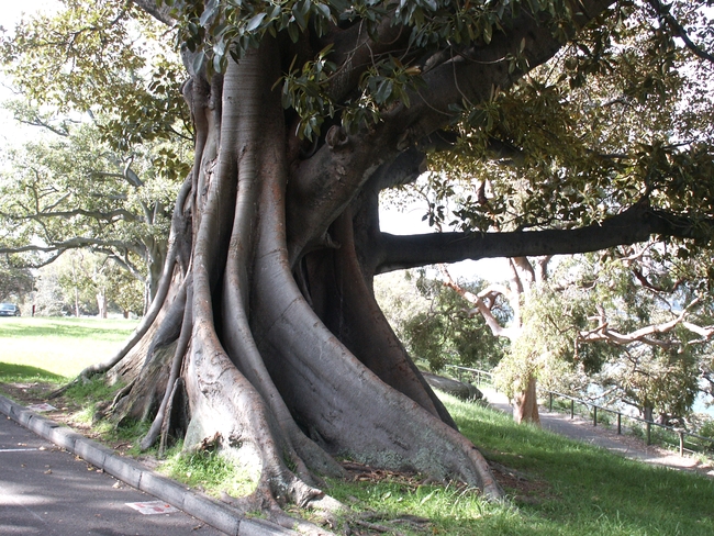 Sydney stadspark