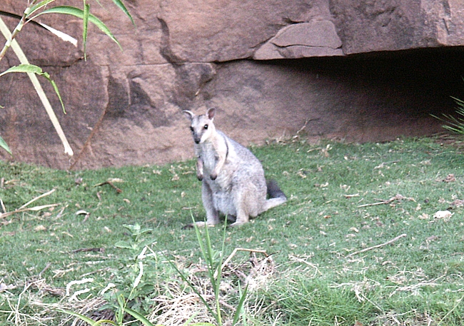 Rock Wallaby