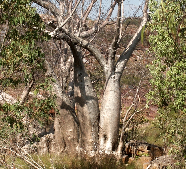 Boab bomen