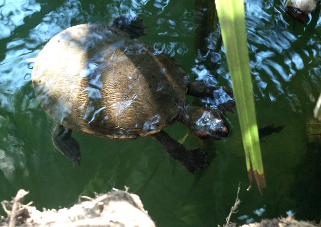 Bell Gorge waterschildpad