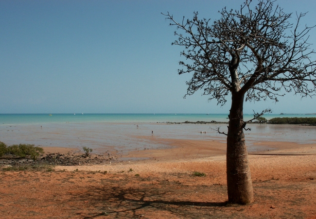 Broome, Roebuck Bay met Boab