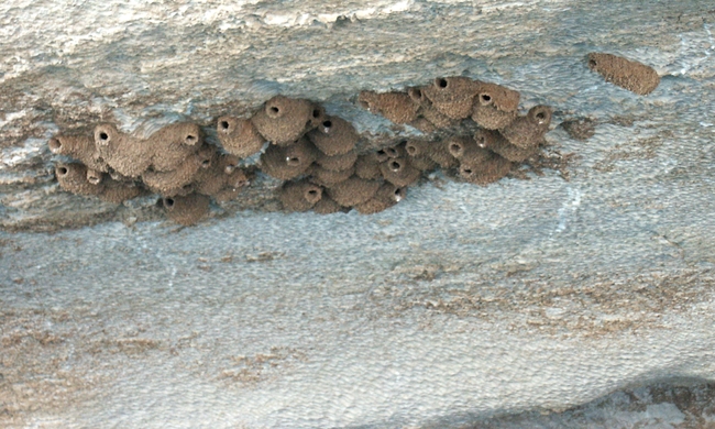 Geiki Gorge NP vogelnestjes