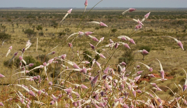 Tanami Desert