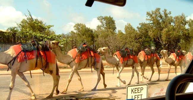 Broome overstekende dromedarissen