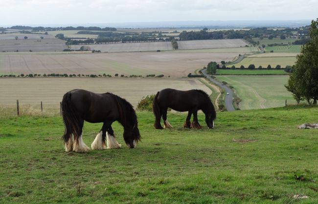 Hackpen Hill filmsterren