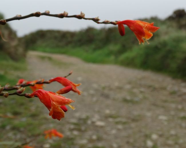 Laatste bloemetjes deze herfst