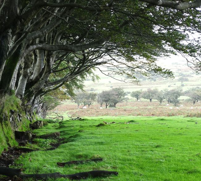 Oude beuken Dartmoor NP