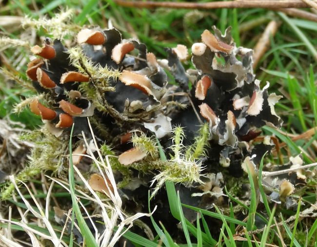 Kokervormige paddestoelen