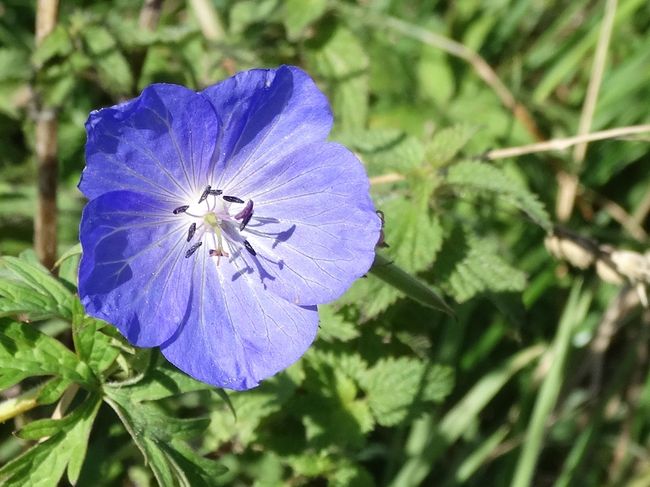 bloeiende bloemen