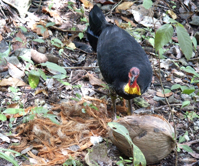 Bush Turkey