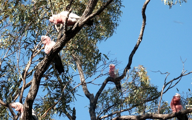 Mt. Carbine, Galah's