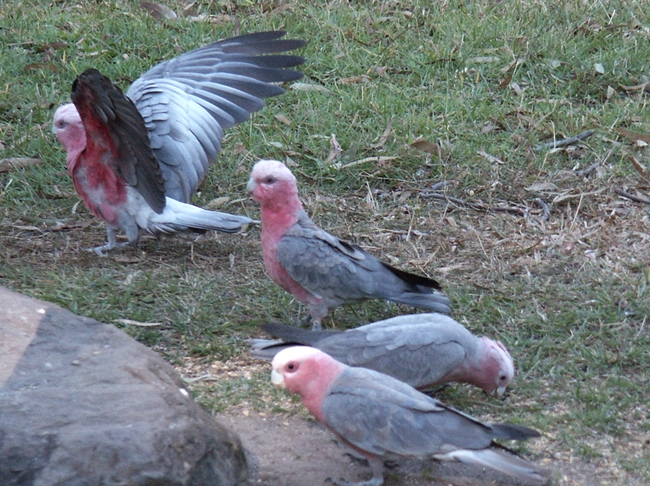 Mt. Carbine, Galah's